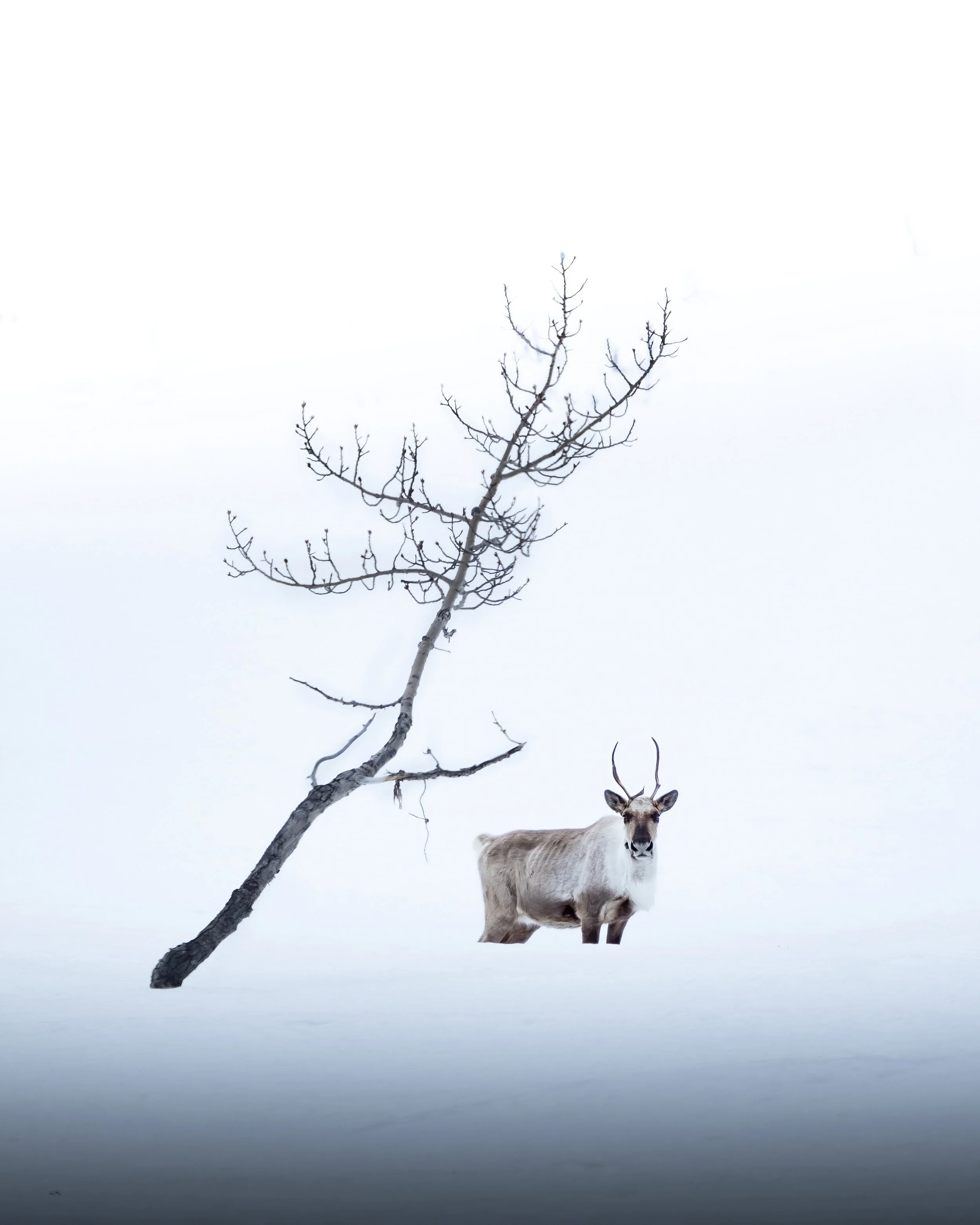 "Northern Exposure" — Arthur Lefo