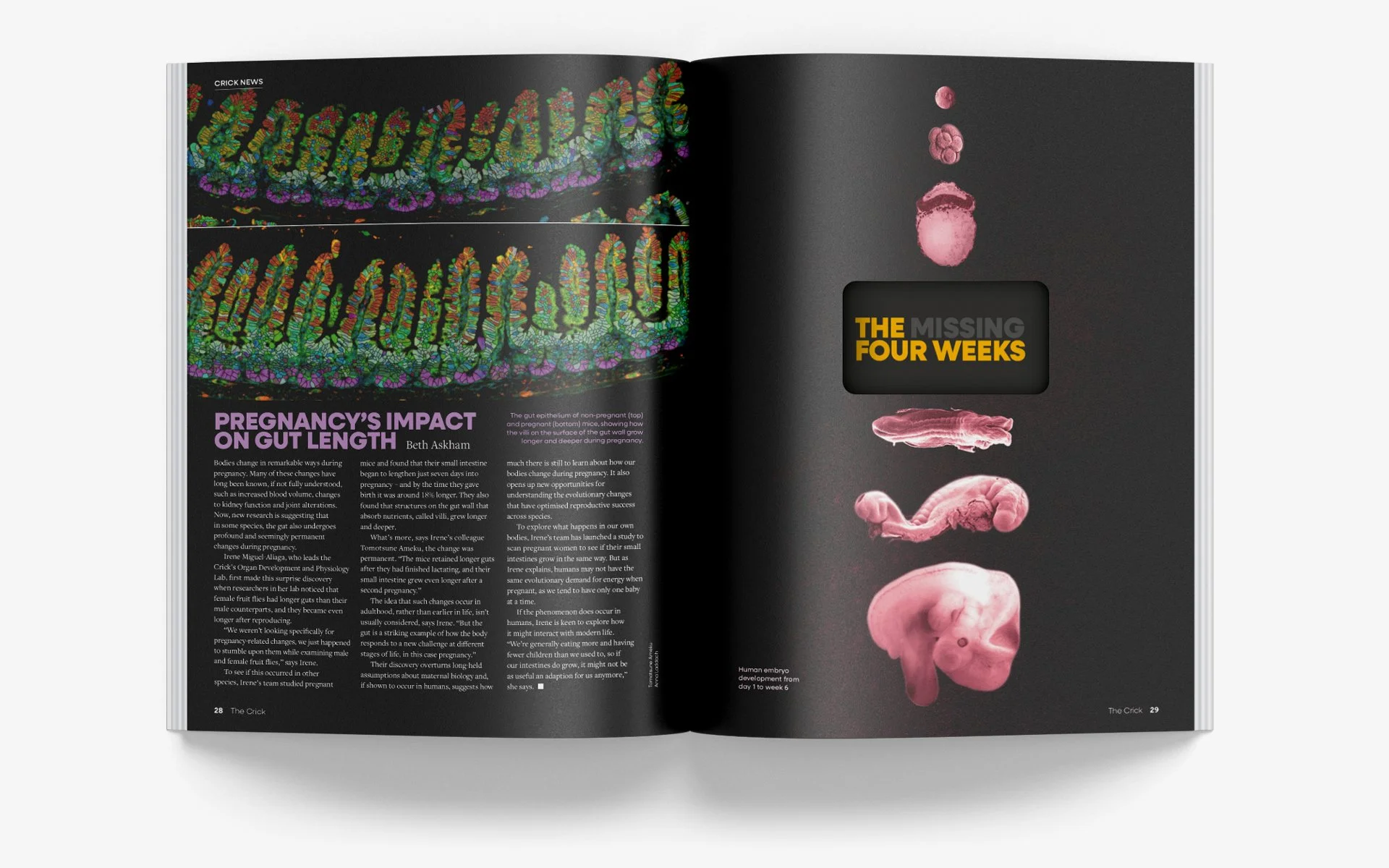 The Missing Four Weeks die-cut