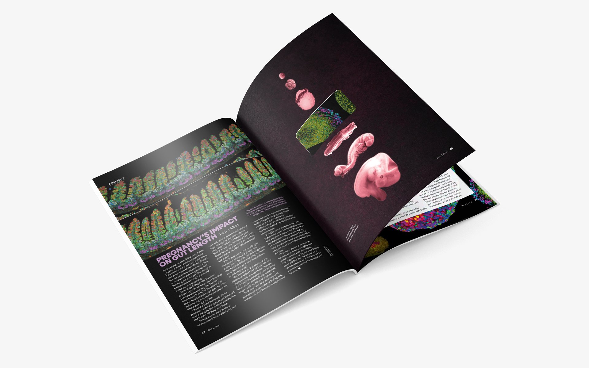 The Missing Four Weeks die-cut page turning