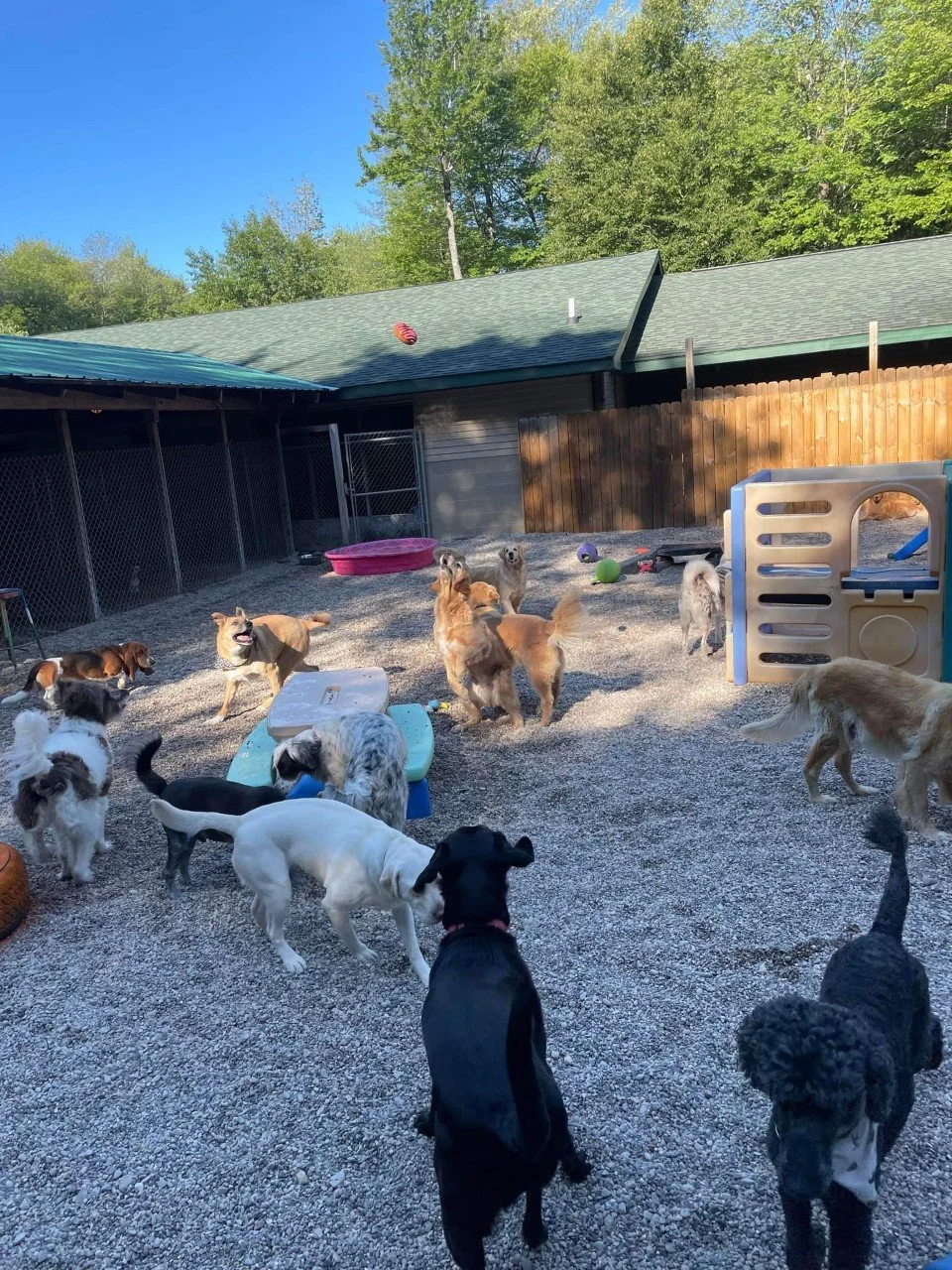 Crate Bowwag Kennels Boarding Kennels The Pampered Pet Resort Dog