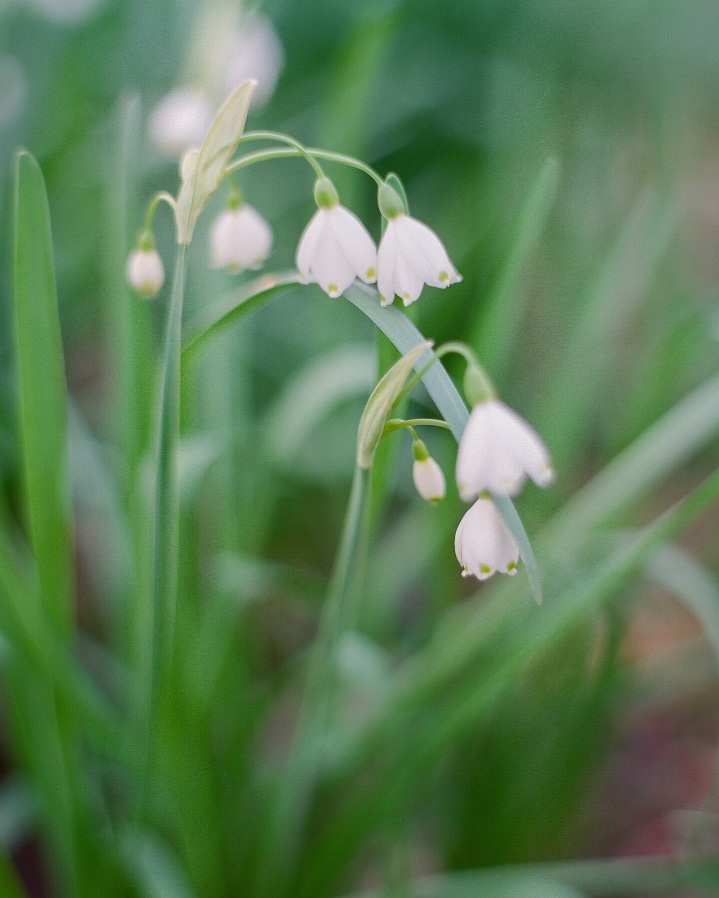 One of the daintiest of floral heralds, gives a soft yet discernible call that Spring is coming. 

We were lucky enough to have some snowdrops on our property before we moved in &amp; have since divided &amp; relocated them to more prominent position