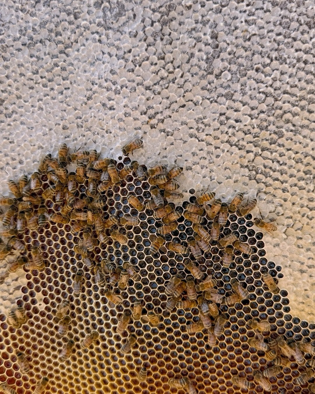 This year, we welcomed honey bees to our little corner of the world. We began with two hives from a local beekeeper I shadowed last season&mdash;someone who manages more than twenty colonies across several bee yards. Working alongside him, inspecting