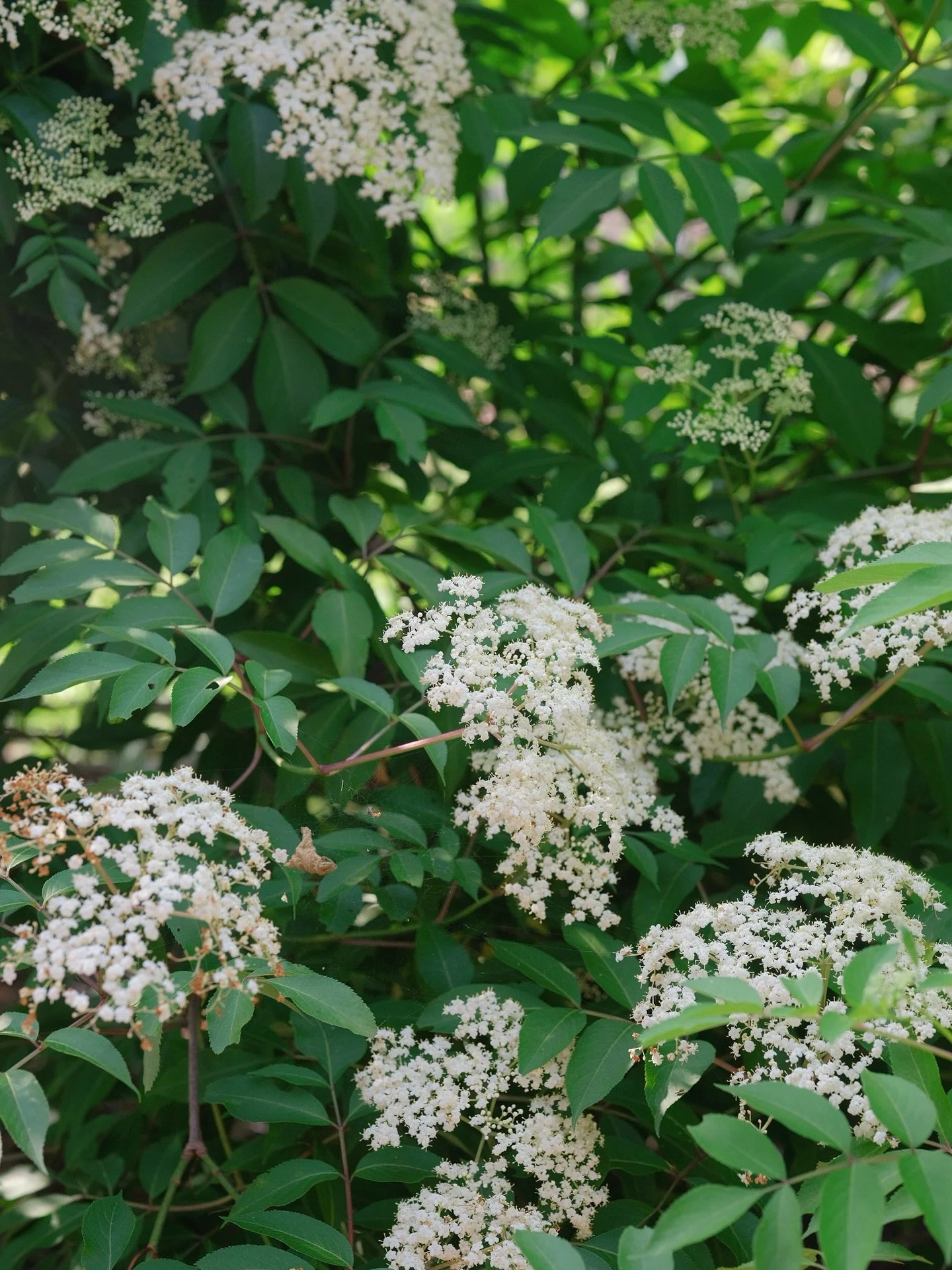 Elderflower season is here! 🌿

We planted this little elderberry grove just 2.5 years ago, &amp; it&rsquo;s become such a special part of the garden. In early summer, we gather the blooms for cordials &amp; cut flowers&mdash;&amp; come Autumn, the b