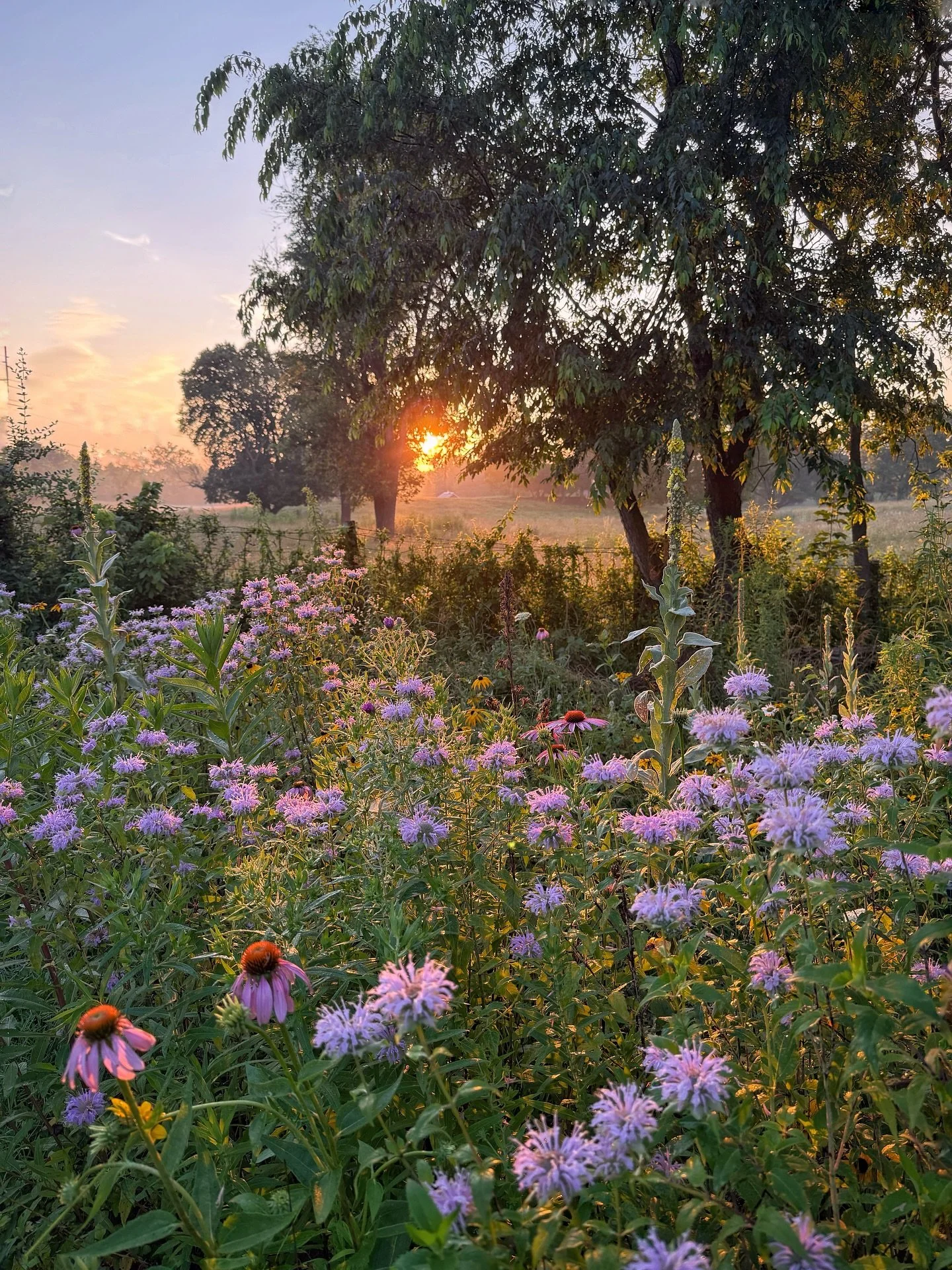 Sunrise over the meadow ☀️ 

As we grew into gardening, we realized how essential it was to attract beneficial insects &amp; wildlife to help the garden thrive. Diversity was the secret ingredient. Creating this pollinator meadow became our way of in