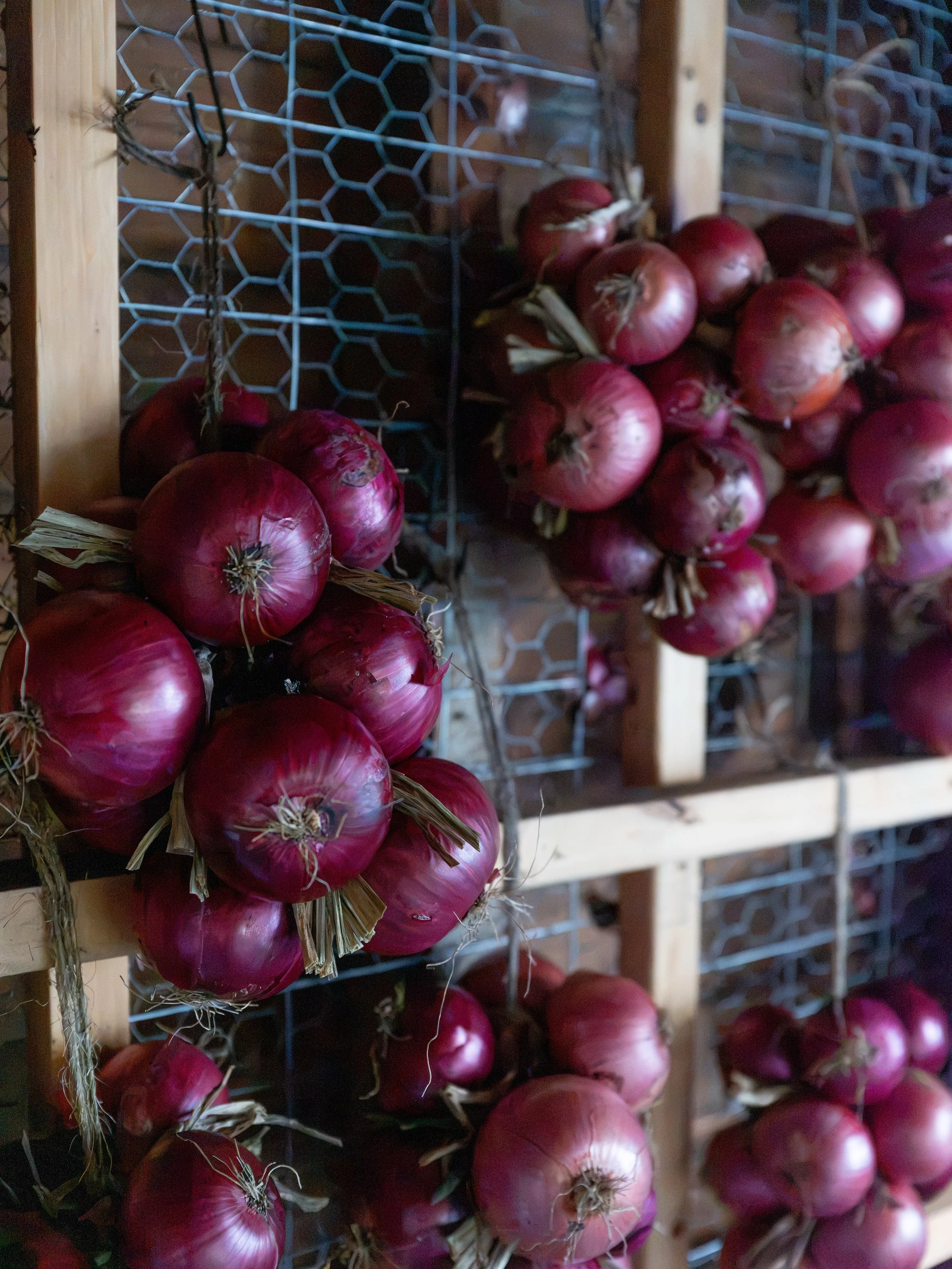 This year&rsquo;s red onion harvest was exceptional &mdash; some of the largest onions we&rsquo;ve ever grown 🧅

Onions haven&rsquo;t always been an easy crop for us. For years, we primarily grew yellow onions and struggled with onion flies and thei