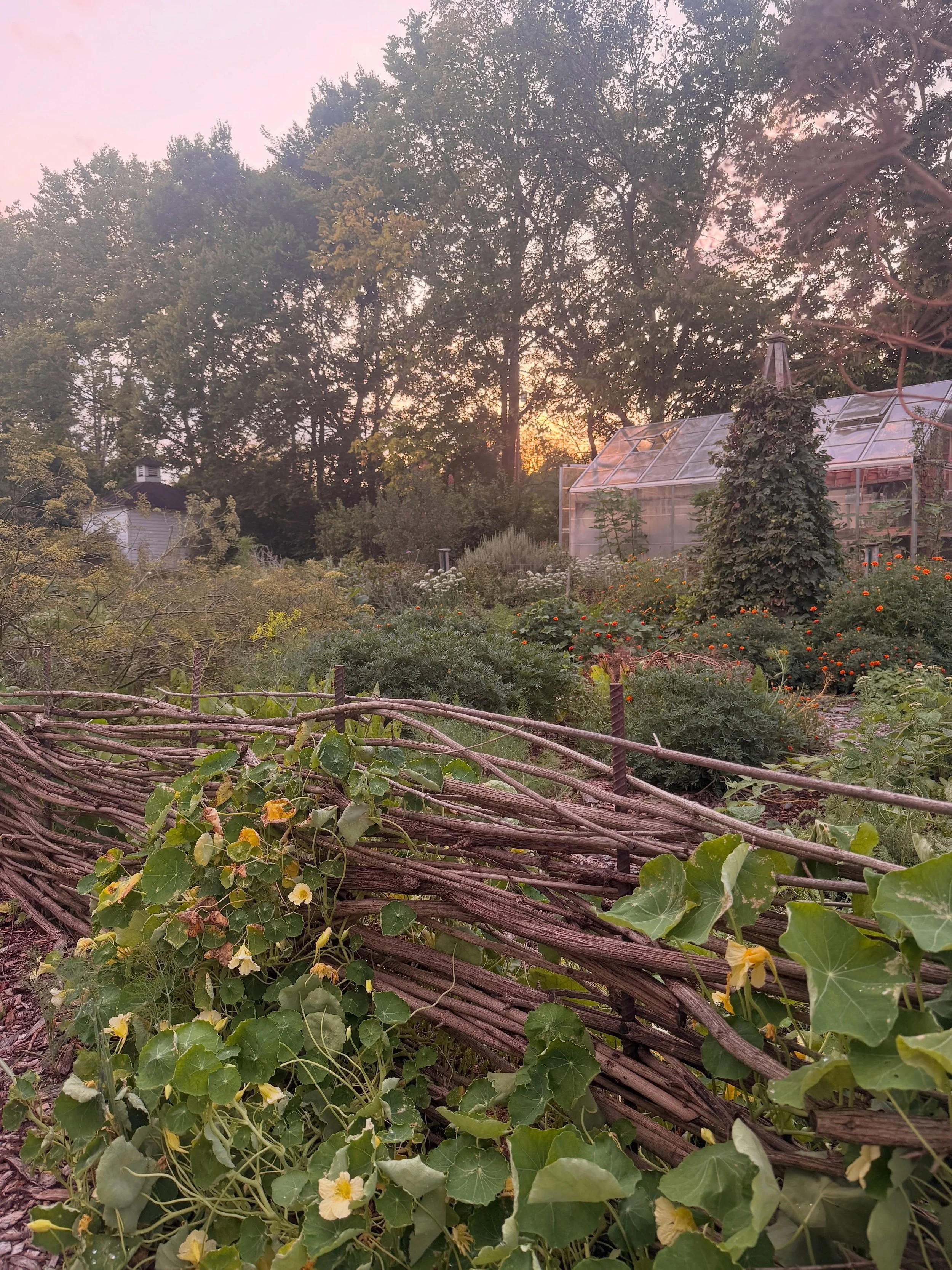 The garden is a bit unruly these days, but it continues to bring so much joy and peace. There are still many small moments of beauty to appreciate 🌱