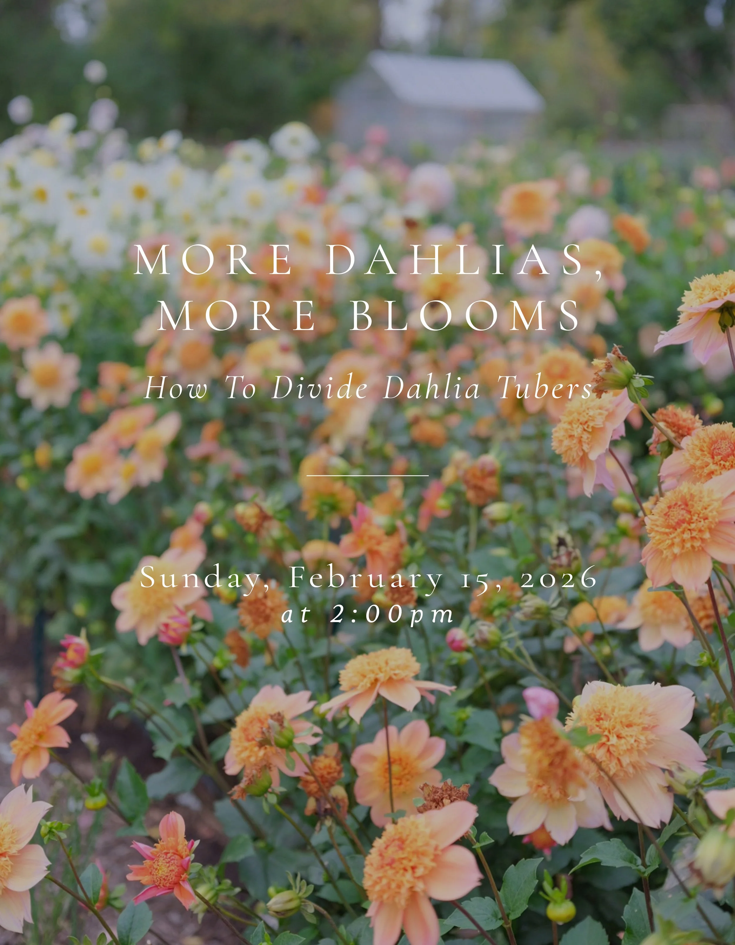 More Dahlias, More Blooms - How to Divide Dahlia Tubers