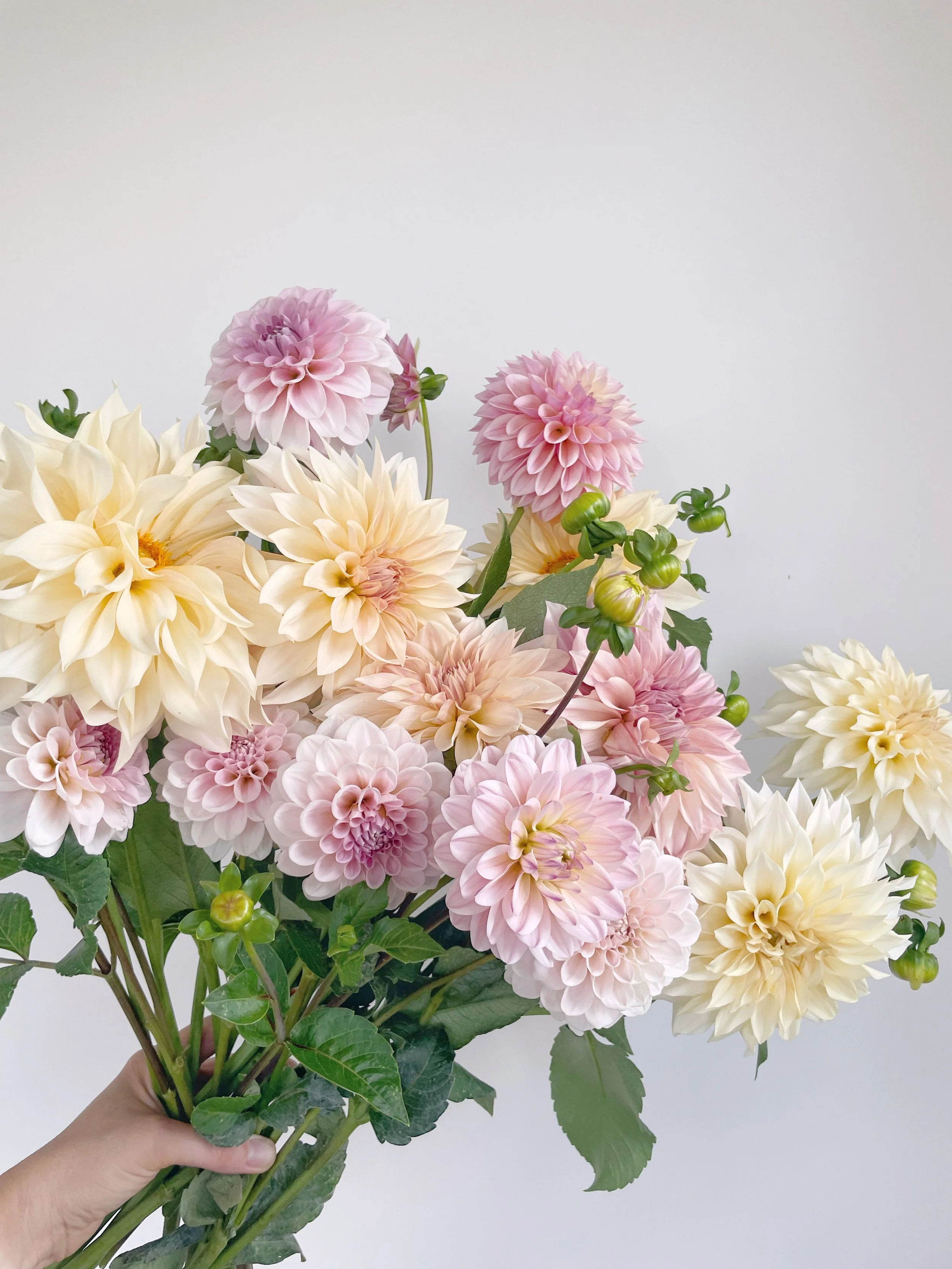 More Dahlias, More Blooms_03.JPG