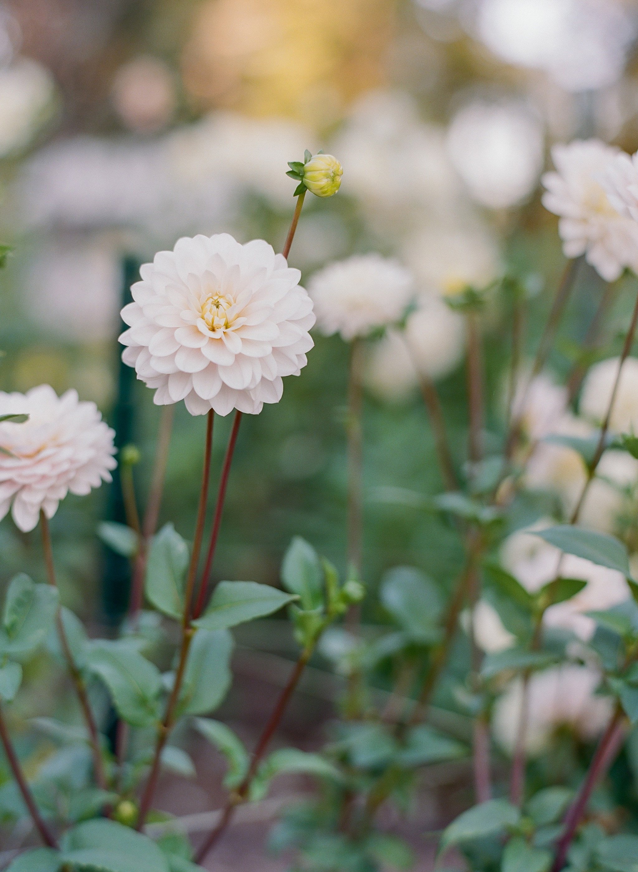 Silver Years Dahlia Tuber