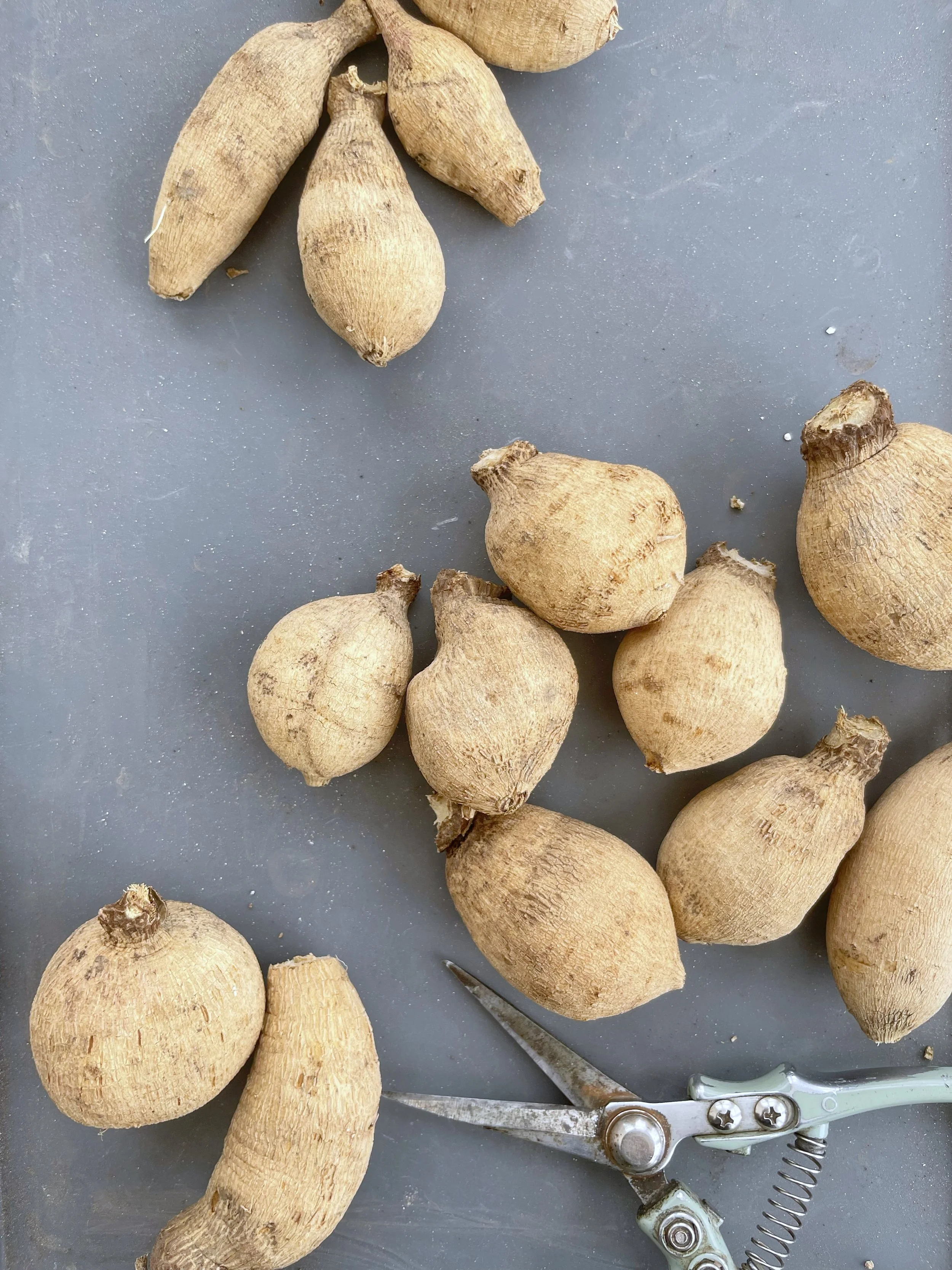 More Dahlias, More Blooms Class_02.JPG