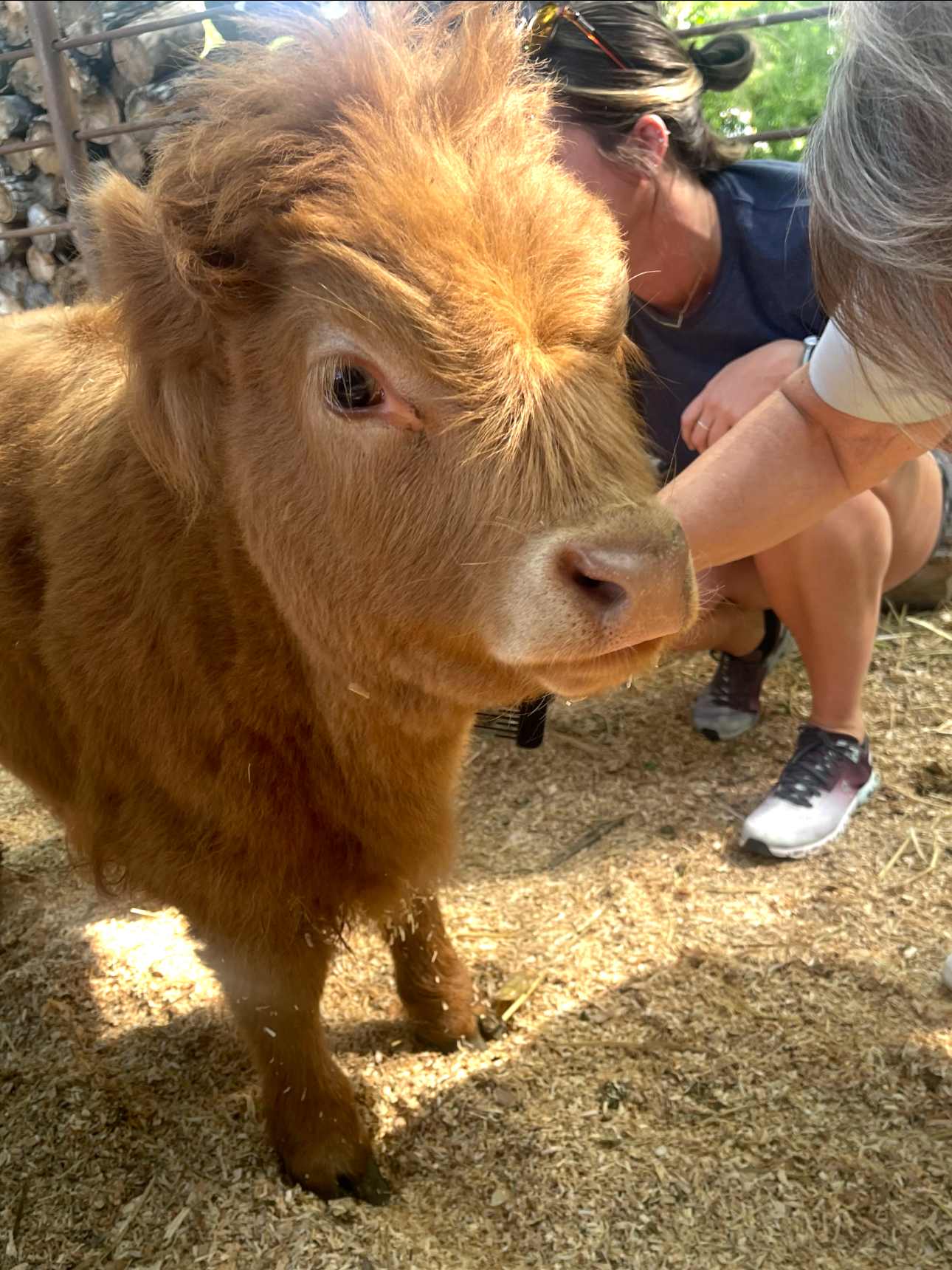Cow Cuddles &amp; Lunch for Female Responders 