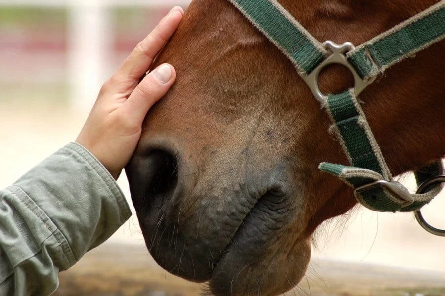 One Day Equine Retreat for Responders 