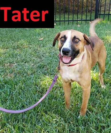 tater1.jpg