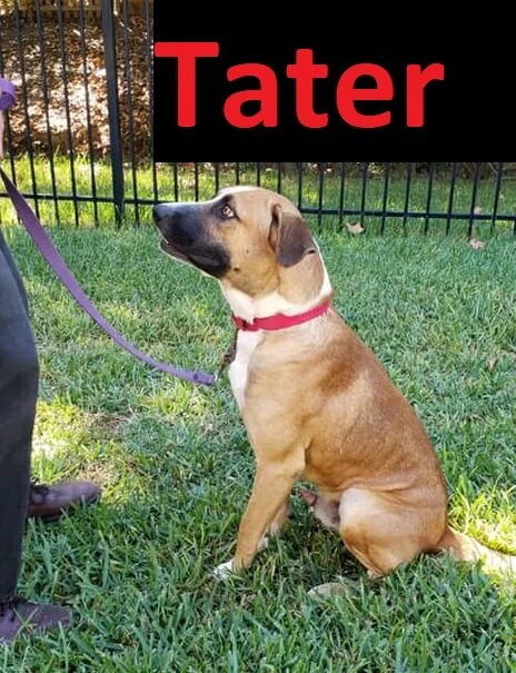 tater2.jpg