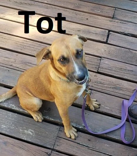 tot1.jpg