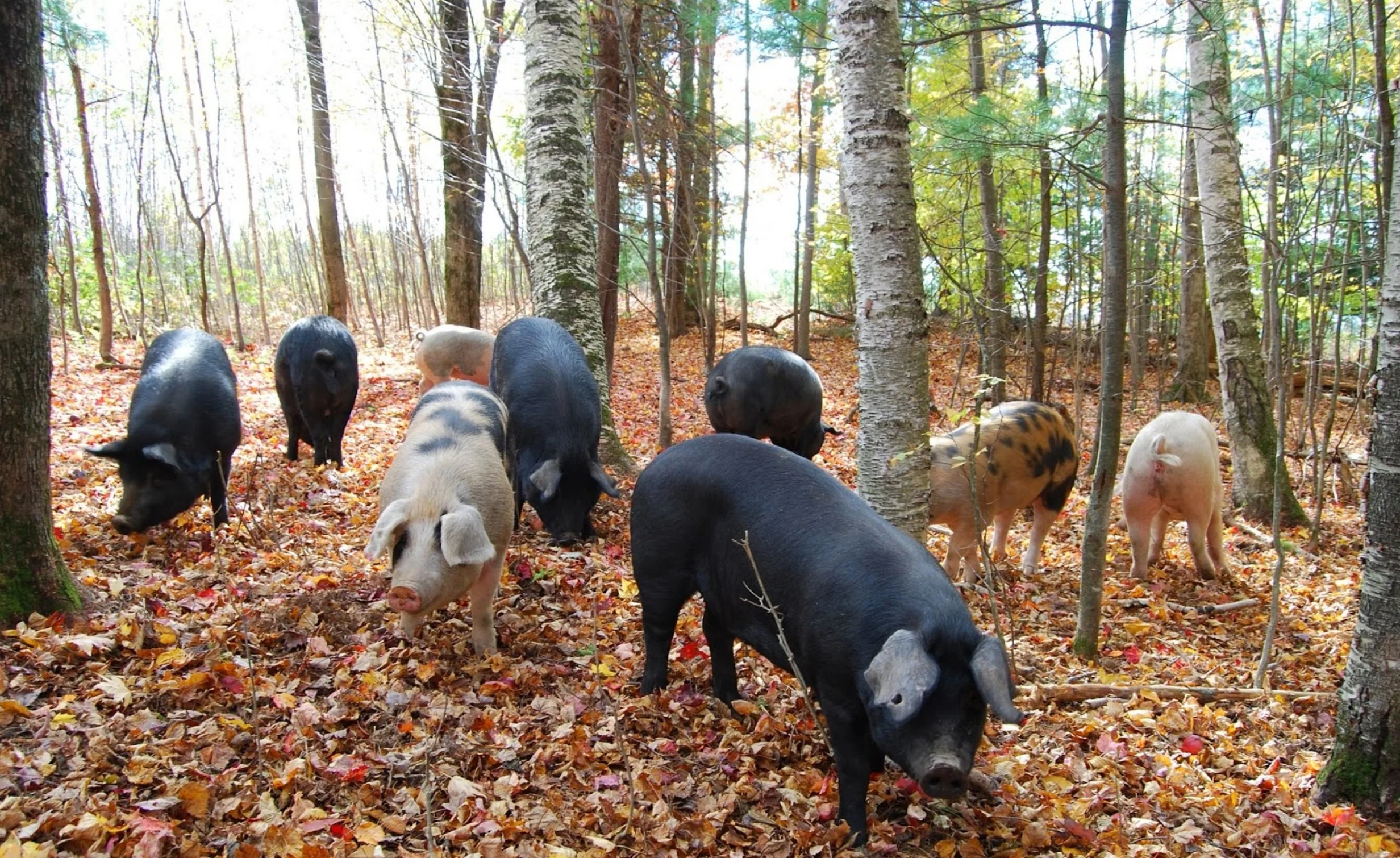 Acorn Finished Pork, a Pannage