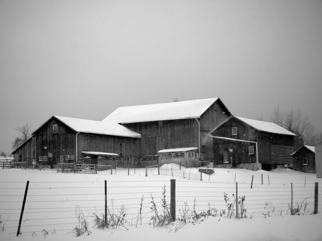 Winter’s Slow Work; Flavor Begins in the Barn