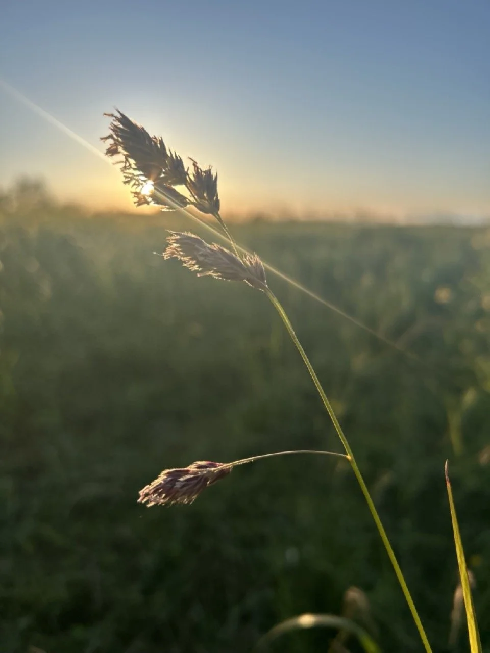 The Wealth of June