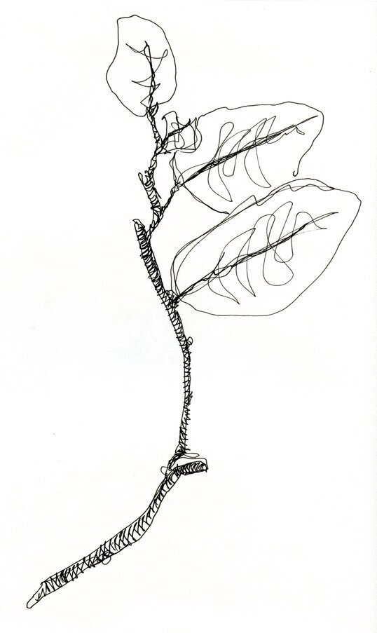 "Contour Tree Branch" 2017, pen on sketch paper