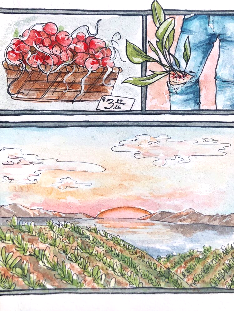 "Radish Knees" 2020, watercolor and ink on watercolor paper