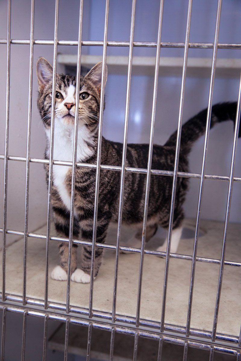 Friendly cat boarded at Flora Animal Hospital 
