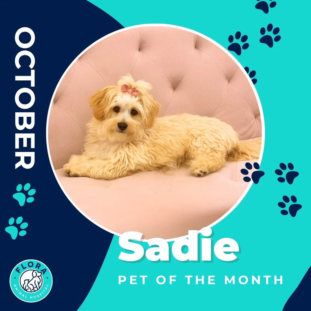Meet Sadie, our October Pet of the Month &amp; the mascot of @sunkissd_tanandwellness!

At home, Sadie is all about family life&mdash;she loves running with her siblings in the yard and jumping in the pond every chance she gets. She&rsquo;s playful, 