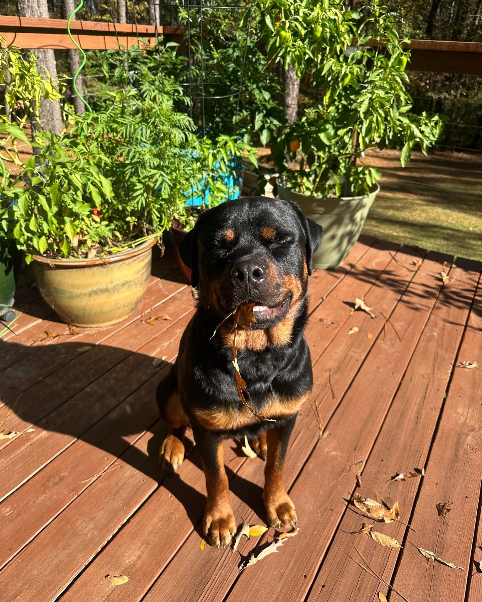 Holiday shenanigans thus far! These are just a few of our team&rsquo;s pets enjoying the holiday, and we had to share the cuteness. 

Wishing you and your family a very Happy Thanksgiving!