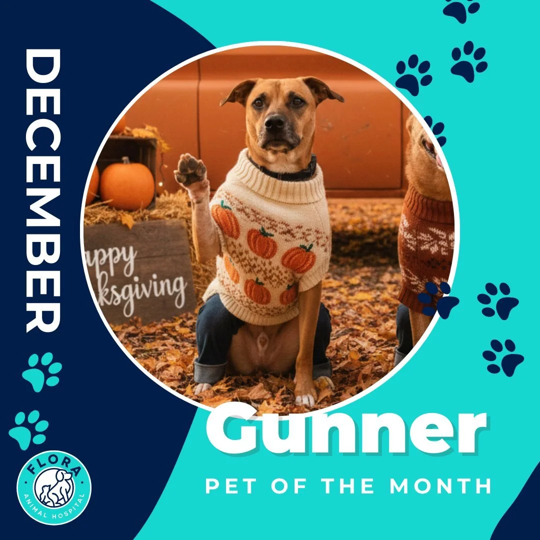 🌟 November Pet of the Month: Gunner 🌟

This sweet boy has been through more than most pets ever will. Gunner went through an Addisonian crisis, a life-threatening emergency caused by Addison&rsquo;s disease, a hormonal disorder caused by the adrena