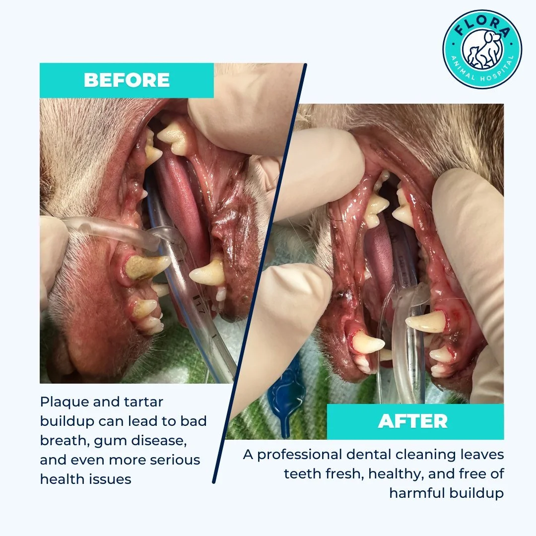 Look at that smile! It's crazy how much plaque and tartar buildup can happen without us even realizing it. A fresh, clean mouth isn&rsquo;t just about looks; it helps keep your pup feeling their best, too!
