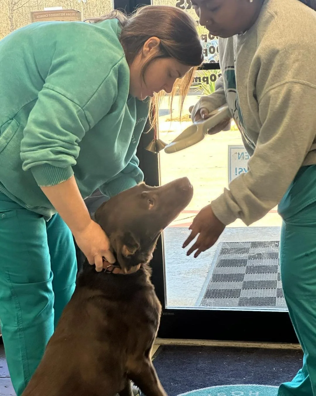 A male chocolate lab showed up at Flora Animal Hospital today and needs your help getting home!

He appears to be in good health and is safe with us, but we want to get this sweet boy back where he belongs.

If this looks like your dog, or if you kno