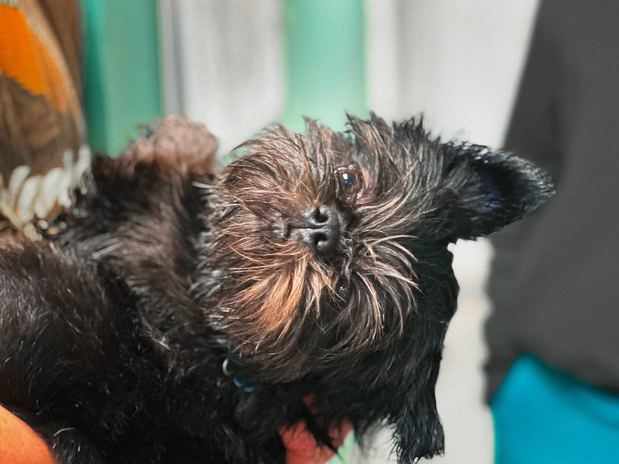 Jet is saying, "Are we done yet?"