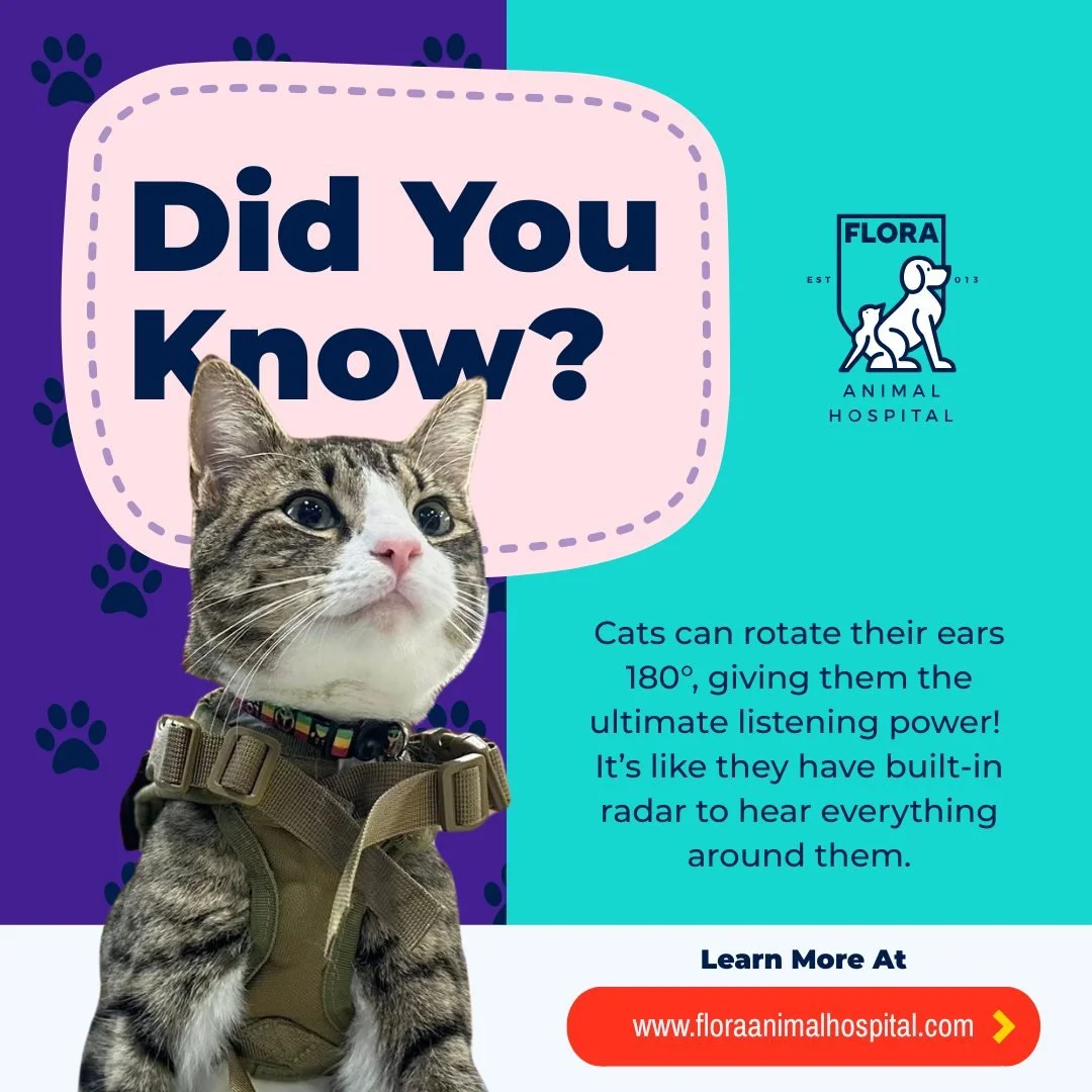 Did you know? Cats can rotate their ears 180 degrees, giving them the ultimate listening power! It&rsquo;s like they have built-in radar to hear everything around them.