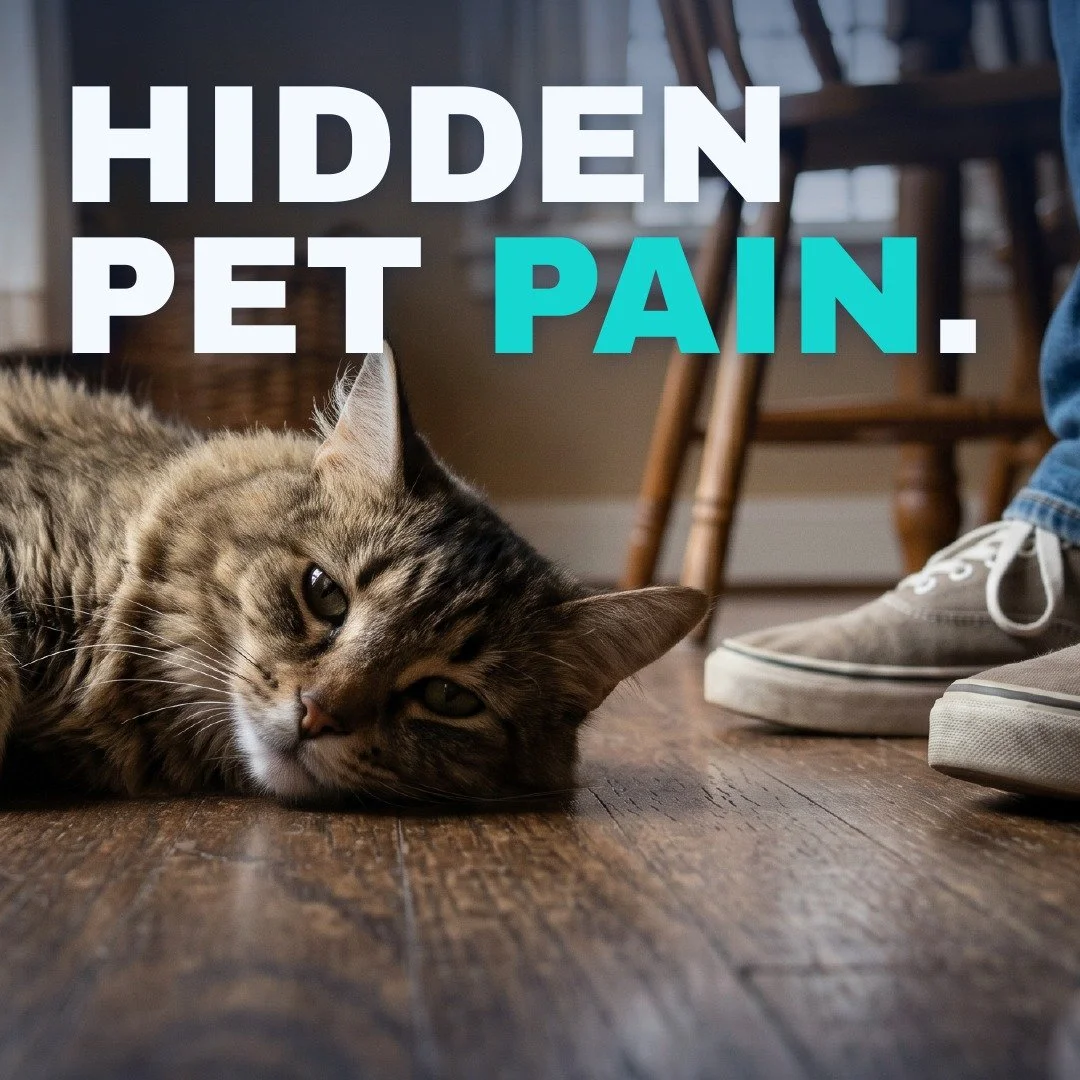 The hardest thing about loving a pet is knowing something is wrong before they can tell you.

Dogs and cats do not complain. They compensate. They hide it. They keep following you around the house while their body is quietly struggling.

That limp th