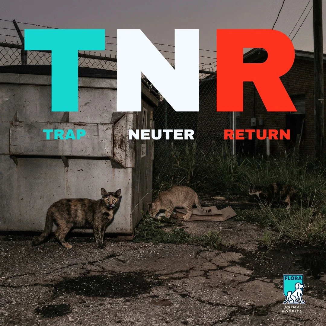 There are cats living behind our clinic right now: feral, unclaimed, and unlikely to make it through summer without help. Flora has a feral cat problem that most people drive past every day without knowing what to do about it. We are going to tell yo