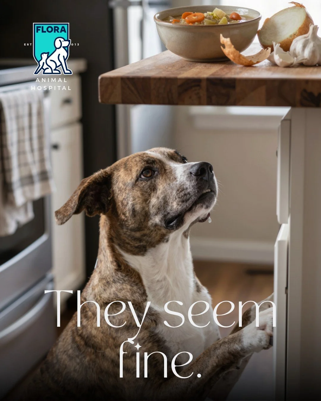 Your dog got into the onion dip last night. They seem totally fine this morning. That's the problem.

Onion and garlic toxicity doesn't show up right away. Your dog can look completely normal for a day or two while the damage is already happening und