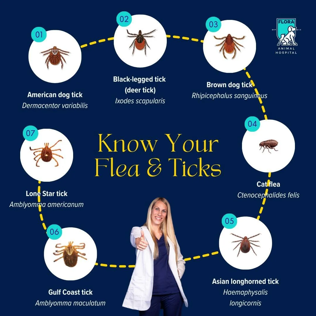 Seven species. All of them in Mississippi. All year long.
Know what's out there. Then protect your pet.
BTW, we carry something that covers all seven. For a whole year. Just saying.