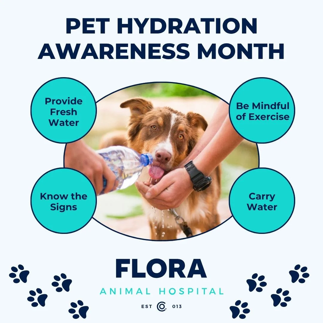 July is Pet Hydration Awareness Month!

Keeping your pets hydrated is essential, especially during these hot summer days! Here are 4 simple tips to help prevent dehydration and keep your furry friends healthy:

💧Know the signs: Look out for excessiv