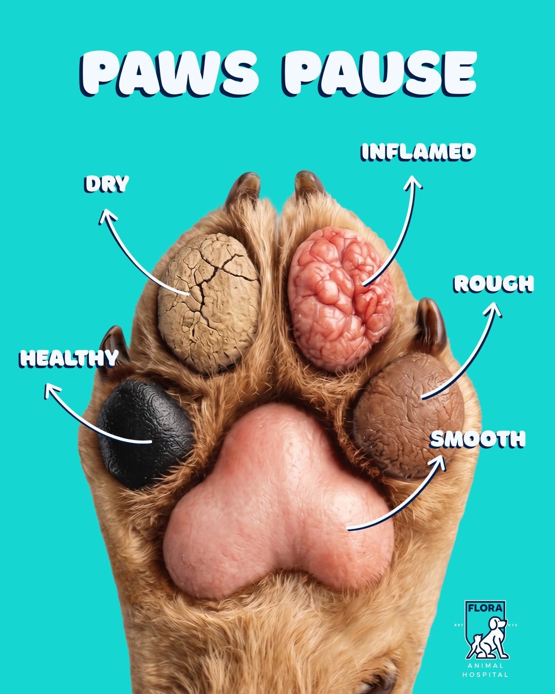Hey y'all, let's talk about your dog's feet for a second.

A lot of people never think to check their dog's paw pads. But those pads will tell you things.

Healthy pads feel tough. Kind of like a callus on your own hand.

Dry, cracked pads? That's us