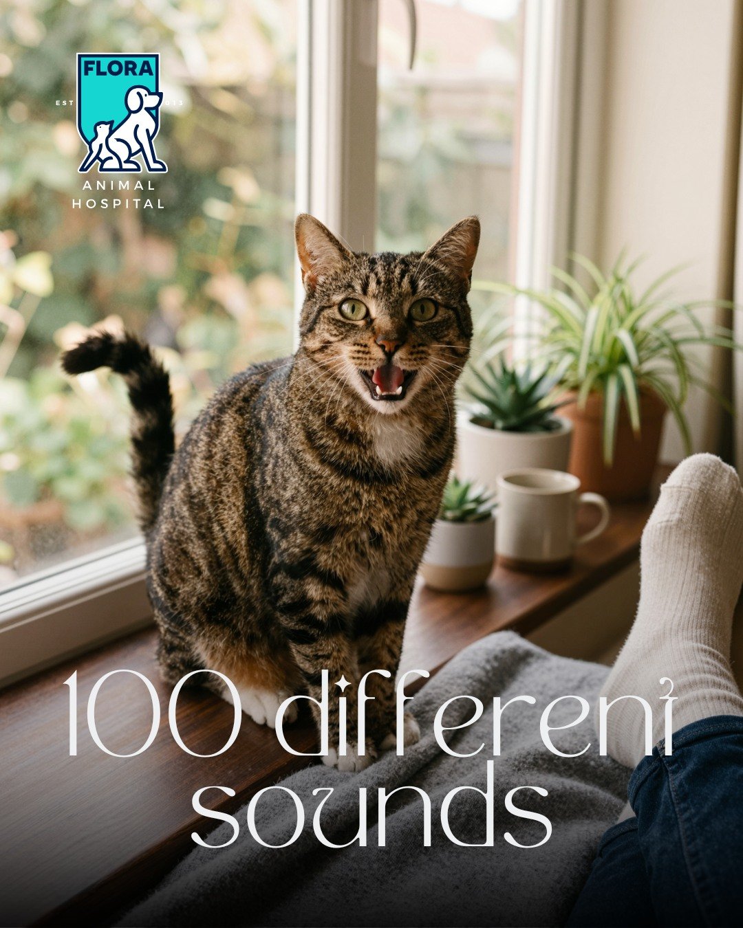 Cats can make over a hundred different sounds, while dogs can make about ten. They have a whole language of their own, and they&rsquo;re not shy about using it! Each sound your cat makes can tell you something, from asking for food to seeking attenti