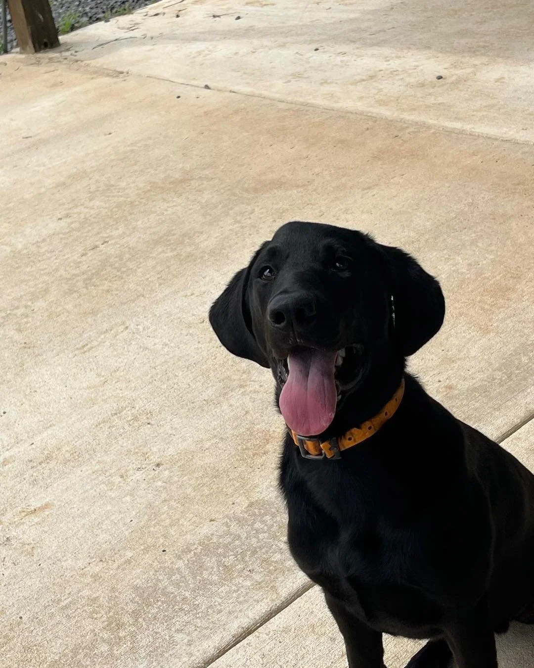 Happy National Mutt Day! Post your pic + the made-up mutt breed y&rsquo;all claim your furry friend to be.

For Example:
Chug: Chihuahua + Pug
Beabull: Beagle + Bulldog
Pithuahua: Pit Bull + Chihuahua