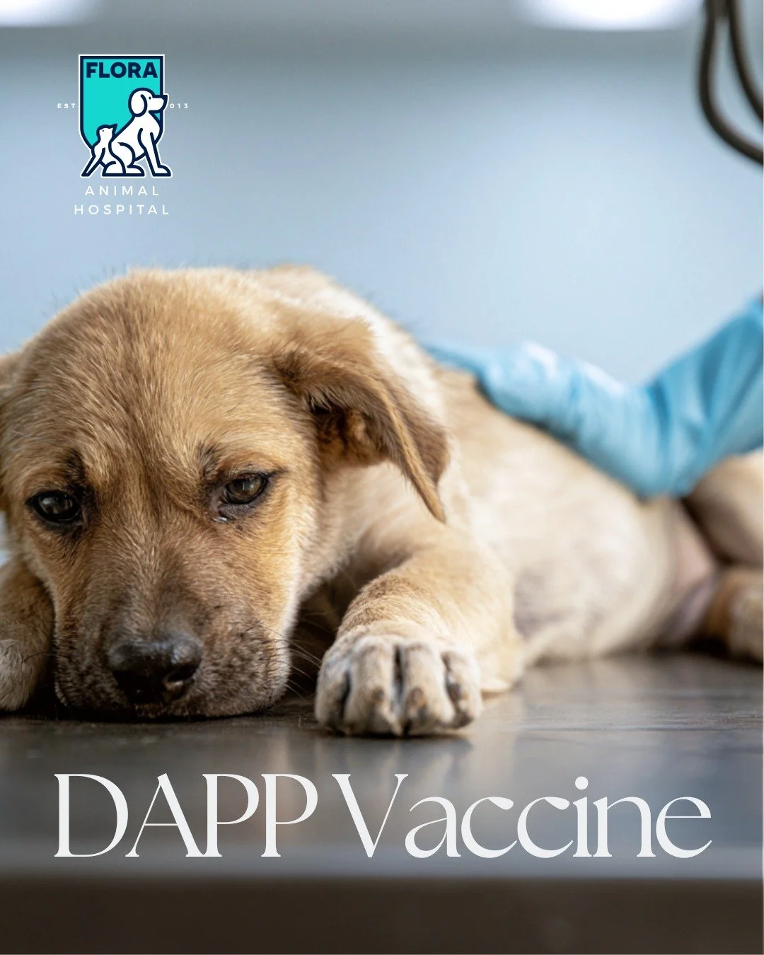 Hey y'all. It's National Immunization Awareness Month, so let's talk about two words that should scare you a little: distemper and parvo.

Both are highly contagious. Both are highly fatal. And both are things we vaccinate for.

In a well-vaccinated 