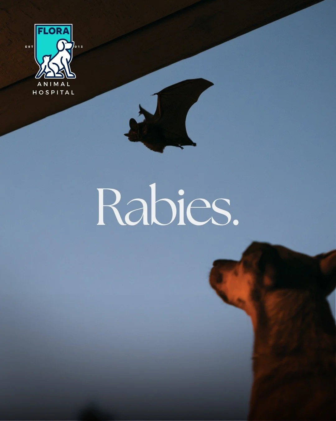Hey y'all. Today we're talking about rabies, and I'm not gonna sugarcoat this one.

Rabies is one of the worst diseases we vaccinate for. Almost 100% mortality. And it doesn't stop with pets. It affects humans. It kills humans.

If you come into cont