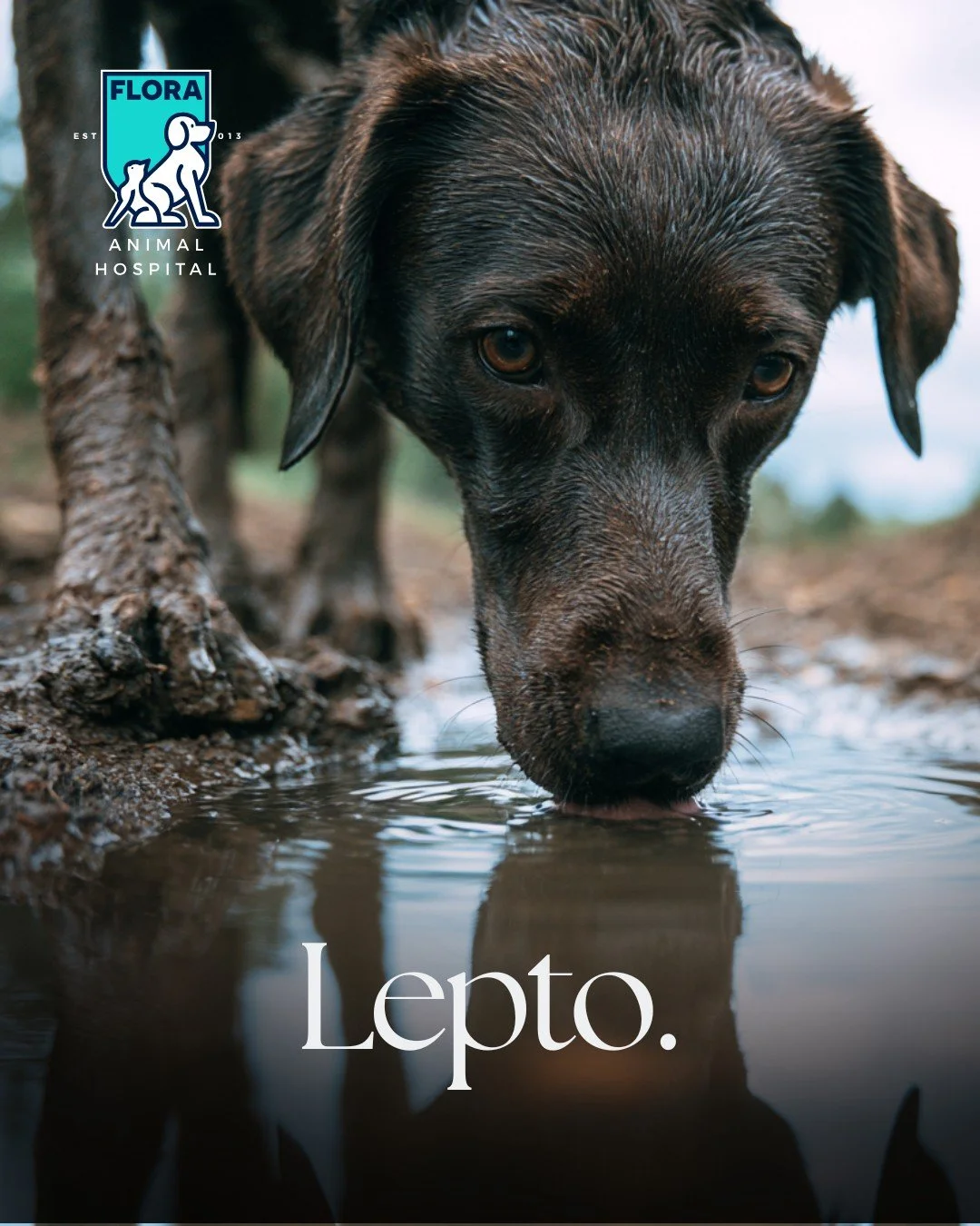 Hey y'all. Today we're talking about lepto.

Lepto is one of the diseases we vaccinate for, but here's something a lot of people don't know. It's not a virus. It's bacteria. And it doesn't just affect dogs. It can hit cats, cows, horses, and humans t