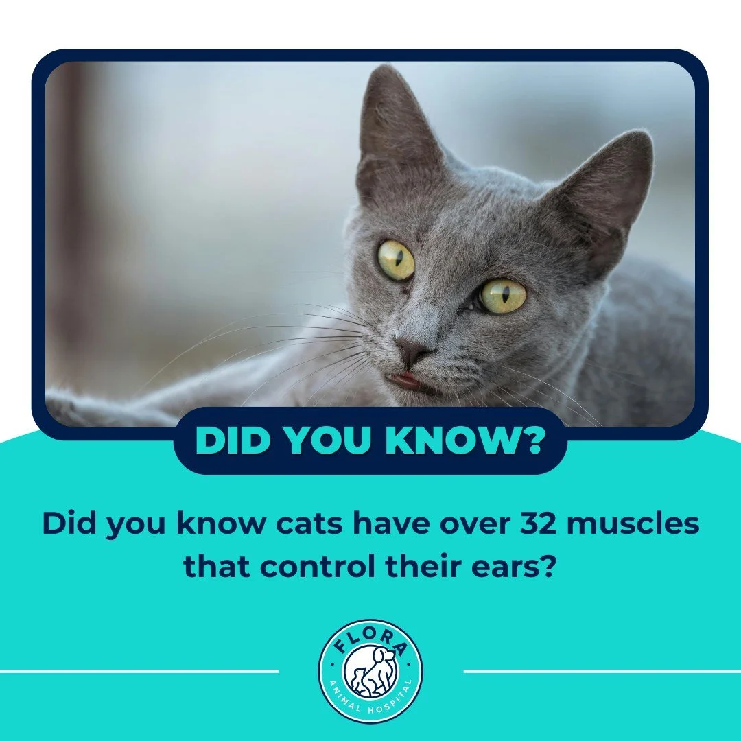 Did you know cats have 32 muscles in each ear? That&rsquo;s why they can swivel, twitch, and turn their ears like little radar dishes to catch even the faintest sounds!