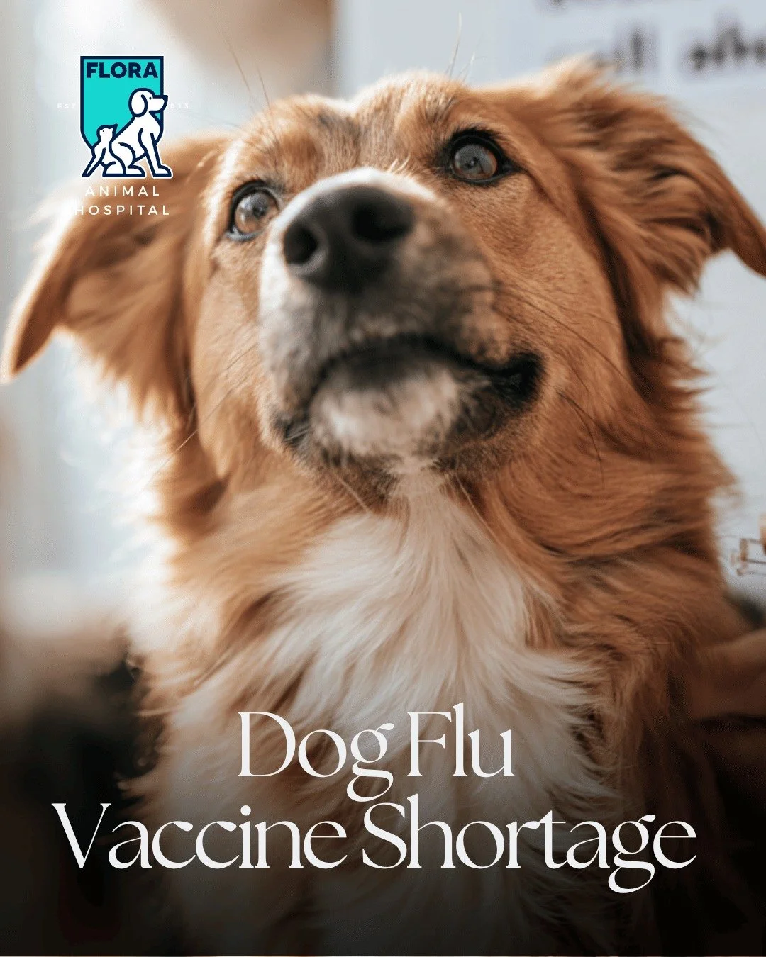 Dog flu vaccine shortage hits right as boarding season ramps up.

MORE: https://sidewalkdog.com/articles/dog-flu-vaccine-shortage-fall-boarding-2026