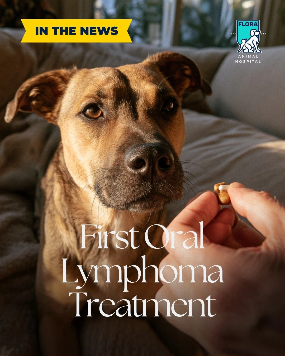 Hey y'all. Something worth knowing if you have a dog with lymphoma or know someone who does.

A medication called Laverdia just became available by prescription. It is the first FDA-approved oral treatment for canine lymphoma, which means it is a pil
