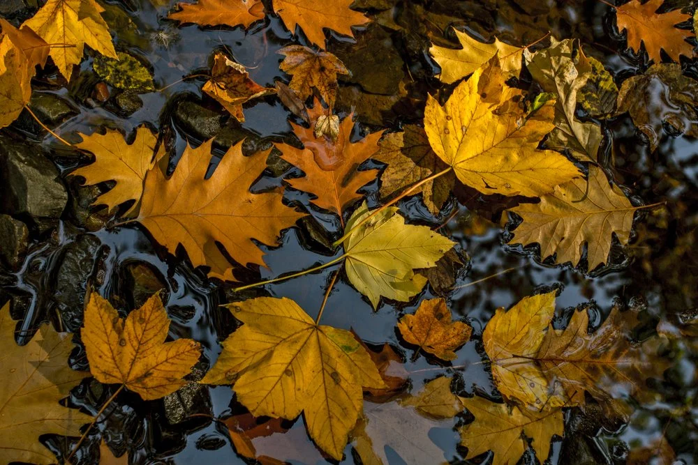 Releasing at The Autumn Equinox