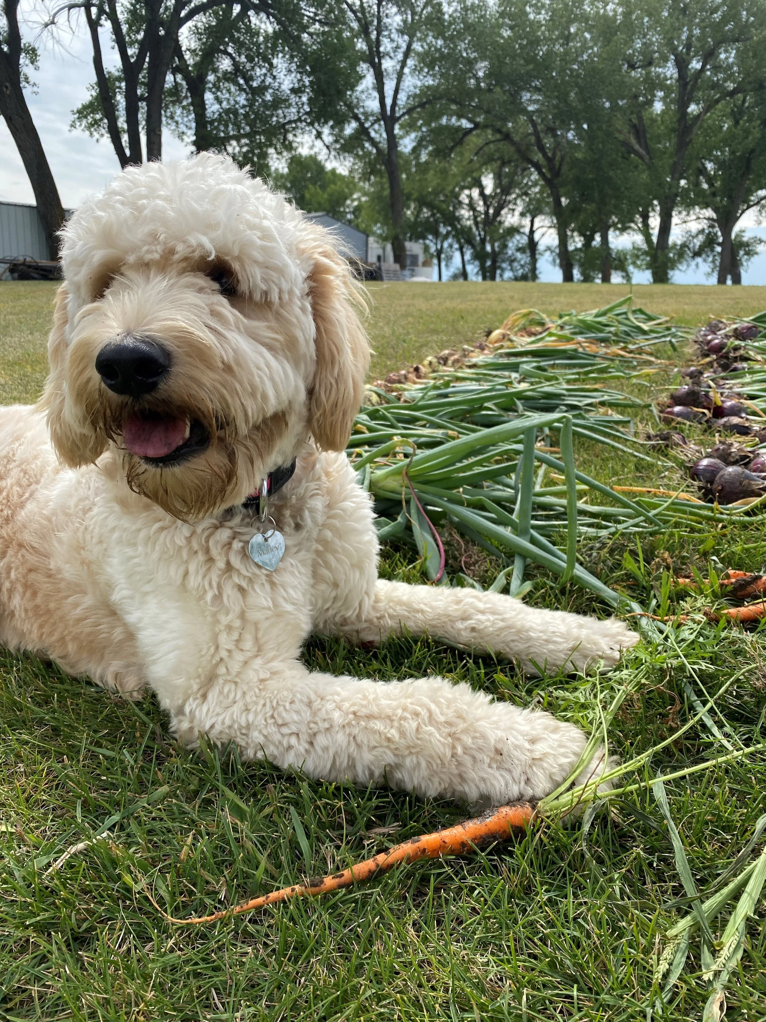 marley .jpg