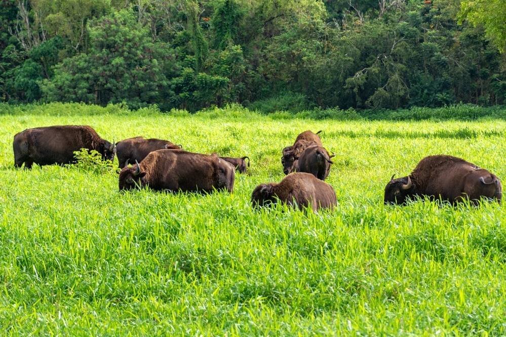 Hanalei Bison Ranch