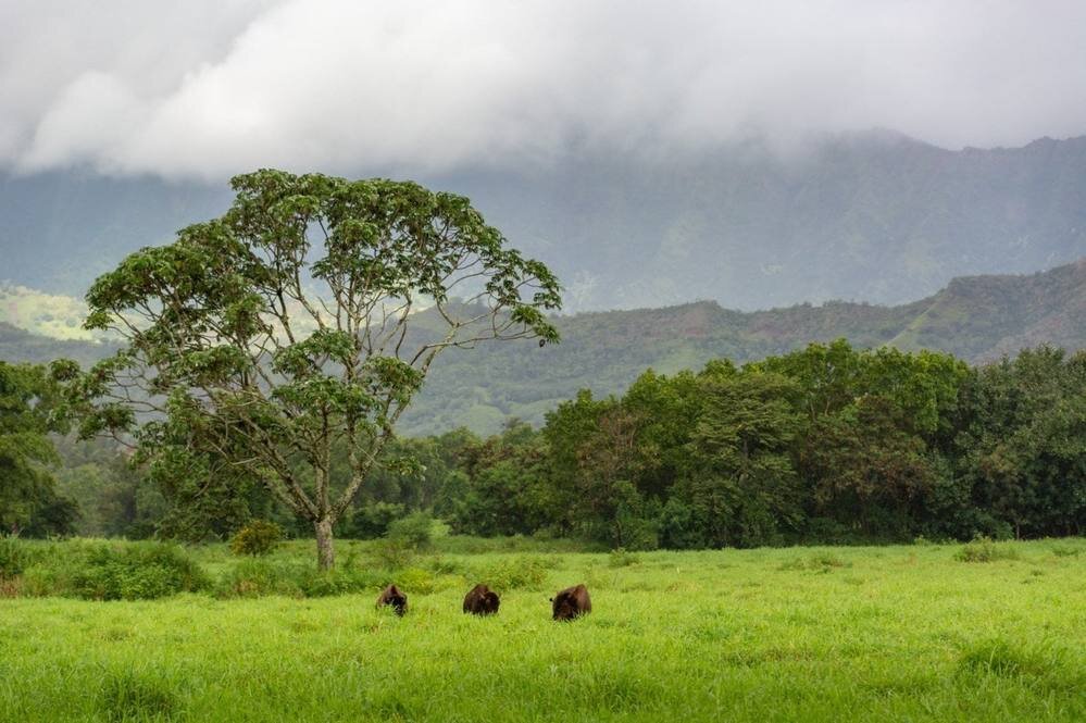 Hanalei Bison Ranch